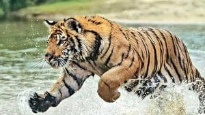 Sundarban: নৌকায় ঝাঁপিয়েই সোজা টেনে নিল জঙ্গলে, মাছ ধরতে গিয়ে আবারও ভয়ঙ্কর অভিজ্ঞতা মৎস্যজীবীদের