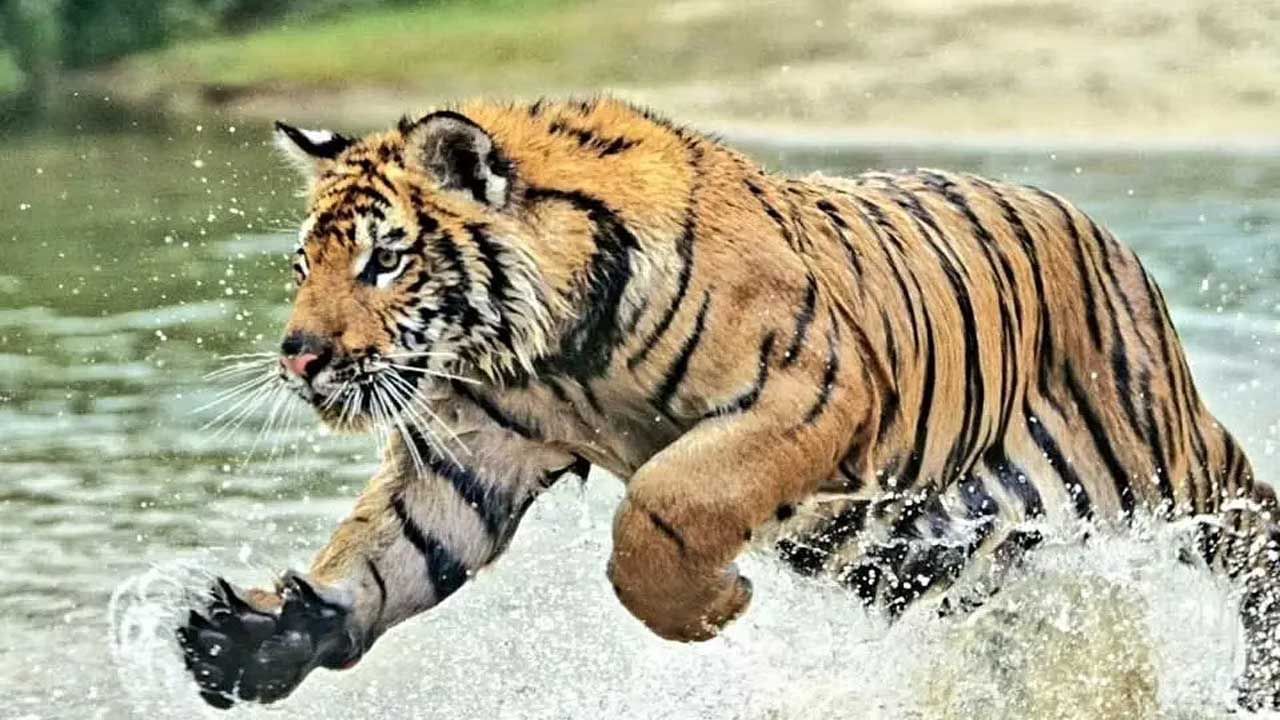 Sundarban: নৌকায় ঝাঁপিয়েই সোজা টেনে নিল জঙ্গলে, মাছ ধরতে গিয়ে আবারও ভয়ঙ্কর অভিজ্ঞতা মৎস্যজীবীদের - Bengali News | Fisher man died for Tiger Attack in Sundarban | TV9 Bangla ...