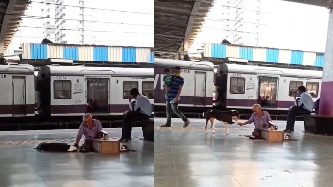 Viral Video: জুতো পালিশের ফাঁকেই রেল স্টেশনে পথকুকুরকে ঘুম পাড়ানো, চলছে খুনসুটিও, রাতারাতি নেটাগরিকদের মনের মানুষ হয়ে উঠলেন ইনি!