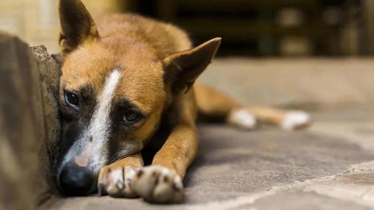 Street Dogs: পথকুকুরদের নির্বীজকরণ, পাড়ায় পাড়ায় সচেতনতা প্রচার করবে পুরনিগম