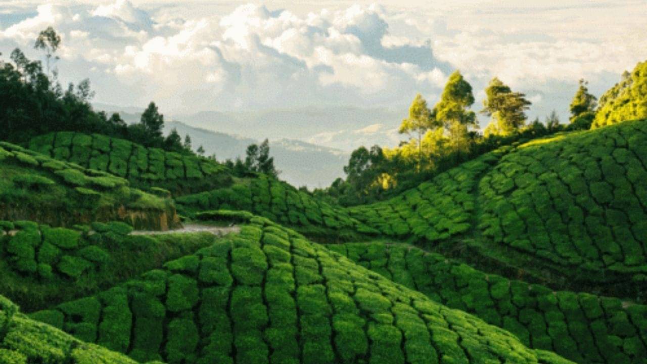 North Bengal: এই বছর নববর্ষ উদযাপন করুন পাহাড়ে! মাত্র ৫০০০ টাকায় ঘুরে নিন উত্তরবঙ্গ