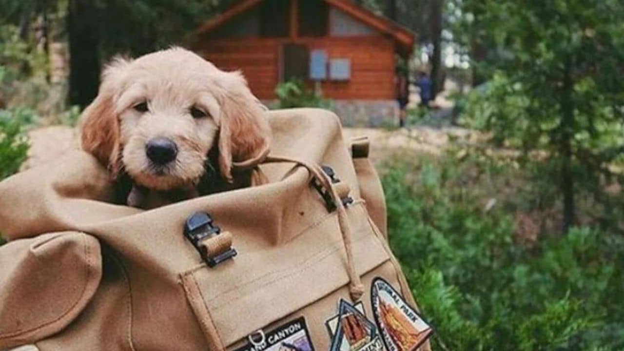 Travelling: ভ্রমণের সঙ্গী কি আদরের চারপেয়ে? সফর উপভোগ করতে কী কী আবশ্যিক, নোট করুন