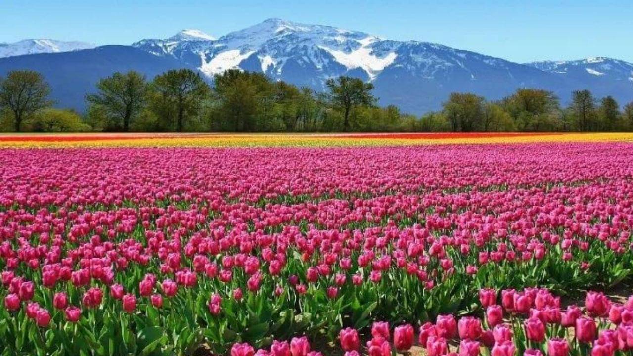 Jammu Kashmir Tourism: টিউলিপ গার্ডেনে ফুড ফেস্টিভ্যাল! মজাদার উত্‍সবে মজেছেন কাশ্মীরিরা