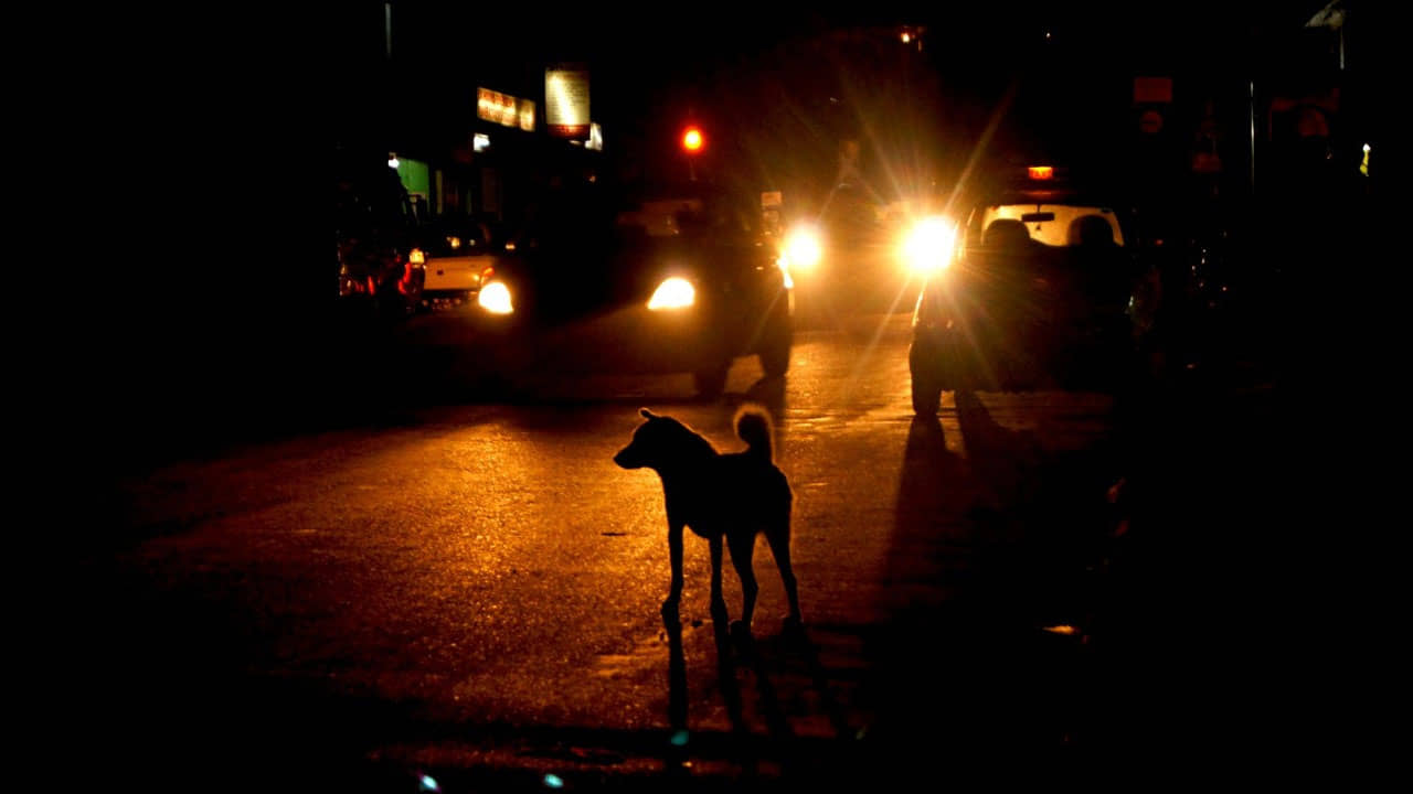 Nadia: রাস্তার কুকুরকে কেটে বাড়ির সিলিংয়ে ঝুলিয়ে রাখল মাদকাসক্ত যুবক, তীব্র চাঞ্চল্য নদিয়ার চাকদহে
