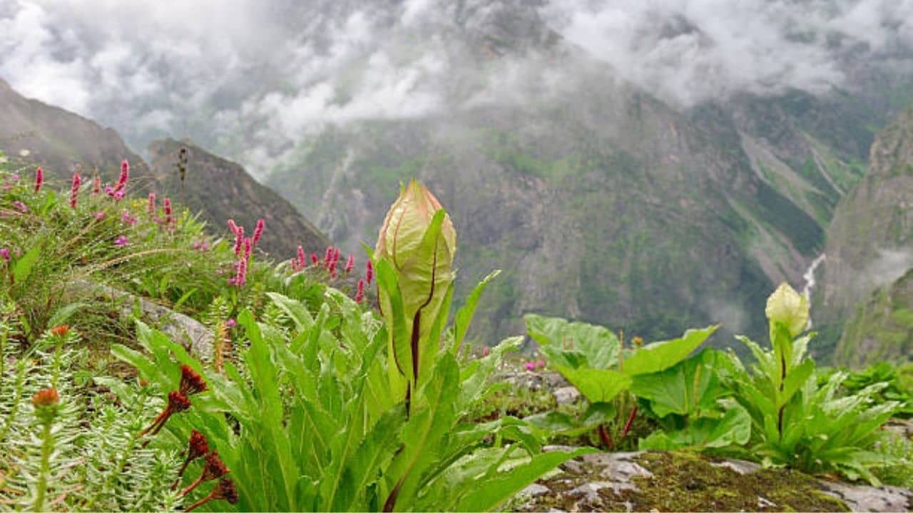 Uttarakhand: খুলে দেওয়া হচ্ছে ভ্যালি অফ ফ্লাওয়ারস-এর ট্রেকিং রুট! ব্রহ্ম কমলের টানে যাবেন নাকি সেখানে?