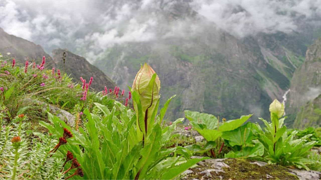 Uttarakhand: খুলে দেওয়া হচ্ছে 'ভ্যালি অফ ফ্লাওয়ারস'-এর ট্রেকিং রুট! ব্রহ্ম কমলের টানে যাবেন নাকি সেখানে? Uttarakhand: খুলে দেওয়া হচ্ছে 'ভ্যালি অফ ফ্লাওয়ারস'-এর ট্রেকিং রুট! ব্রহ্ম কমলের টানে যাবেন নাকি সেখানে?