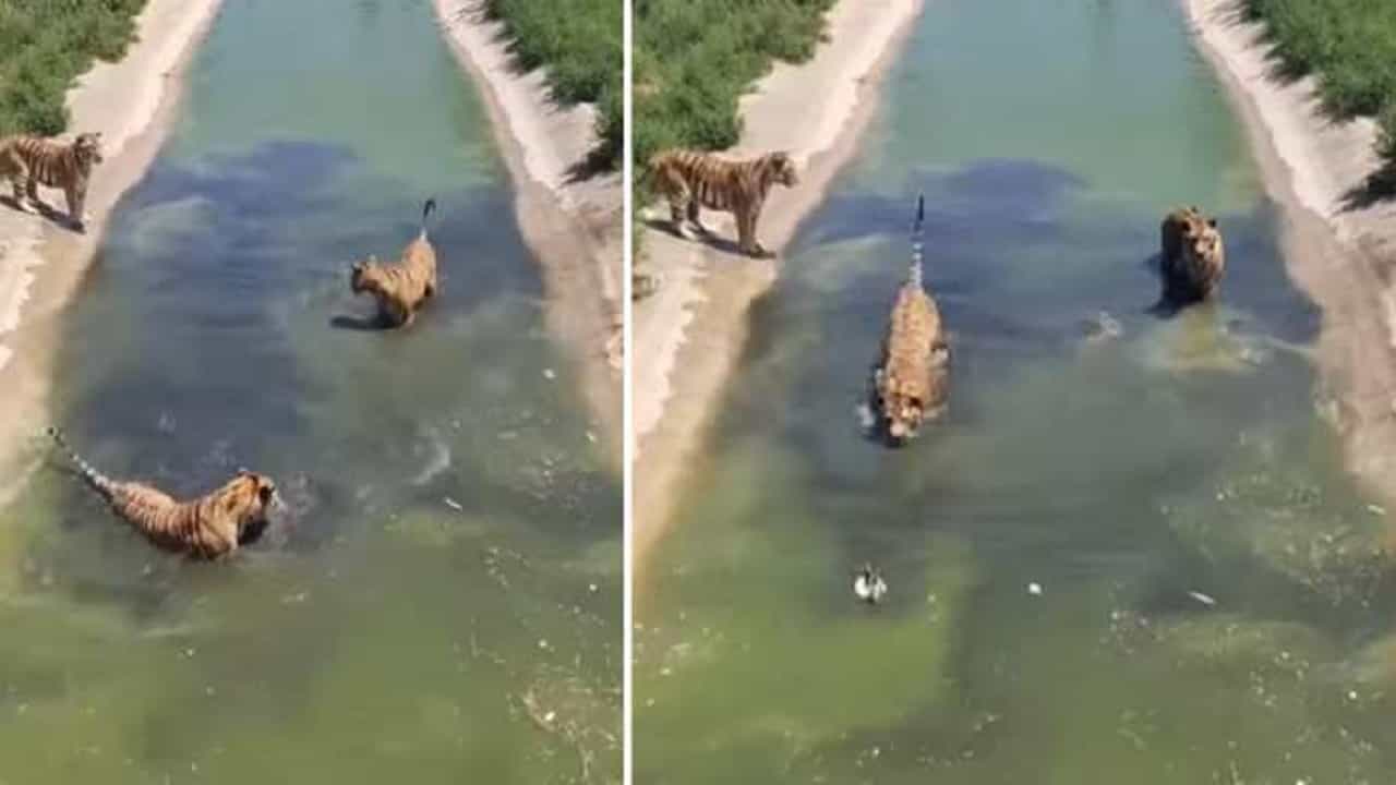 Viral Video: তিনটি বাঘকে ঘোল খাইয়ে ছাড়ল ছোট্ট একটা হাঁস! ভিডিয়োটা একবার দেখুন