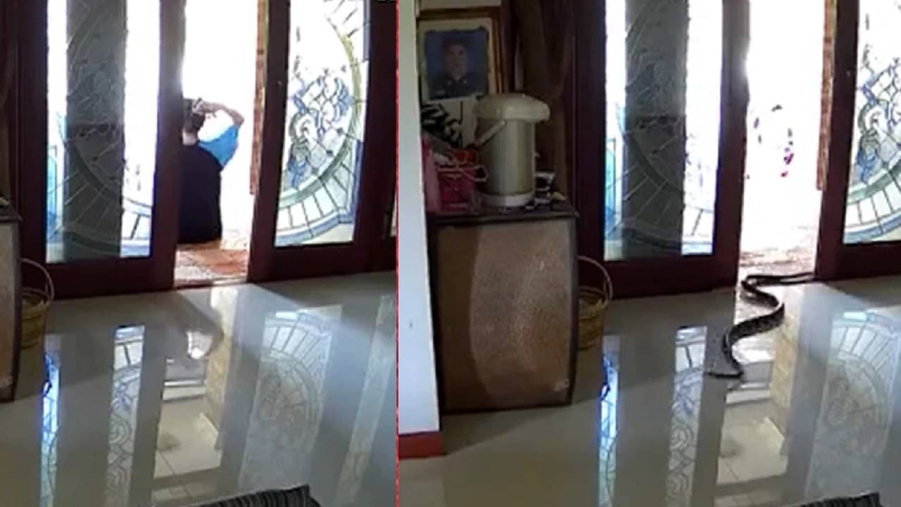 Viral Video: দরজায় বসে এক মহিলা, তাঁকে পাশ কাটিয়েই ঘরে ঢুকল ভয়ঙ্কর সাপ, তারপর...