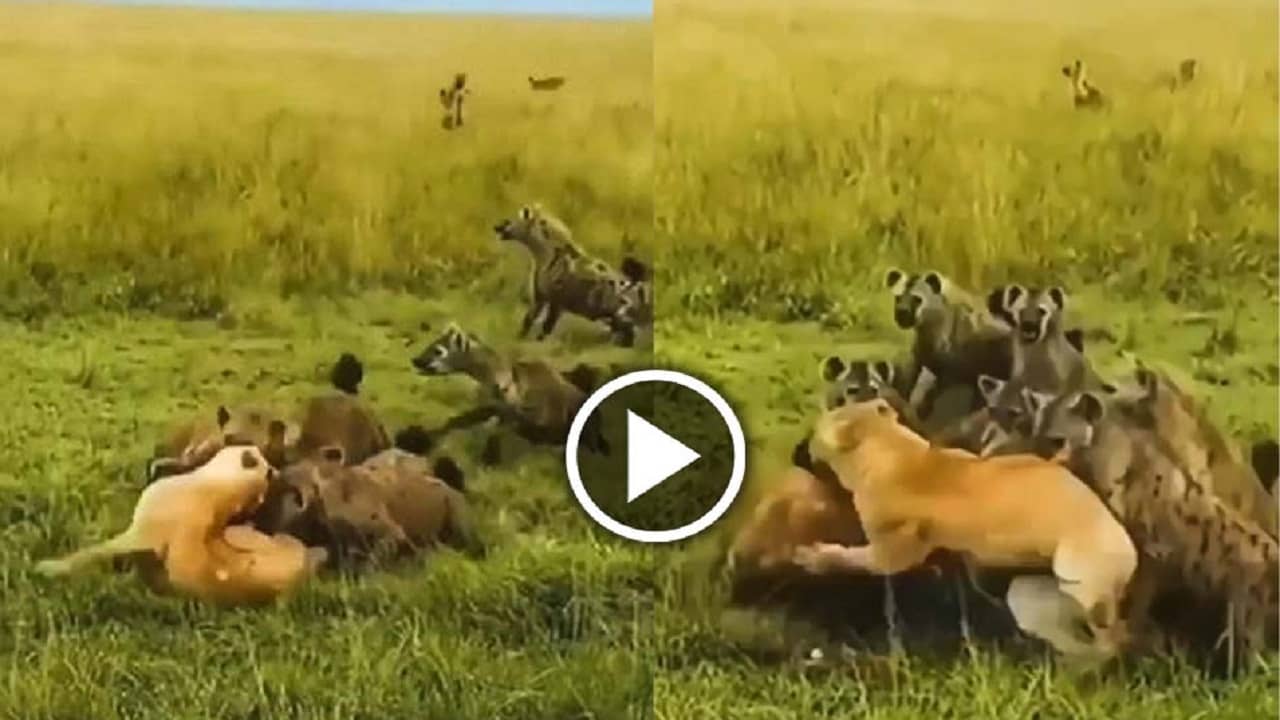 Viral Video: একাকী সিংহীকে আক্রমণ হায়নার দলের, তারপরে যা ঘটল, সচক্ষেই একবার দেখে নিন...