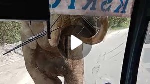 Elephant Attack on Bus: চলন্ত বাসে দাঁতালের আক্রমণ, শুঁড়ের আঘাতে ভেঙে গেল কাচ, কী হল তারপর? দেখুন ভিডিয়ো