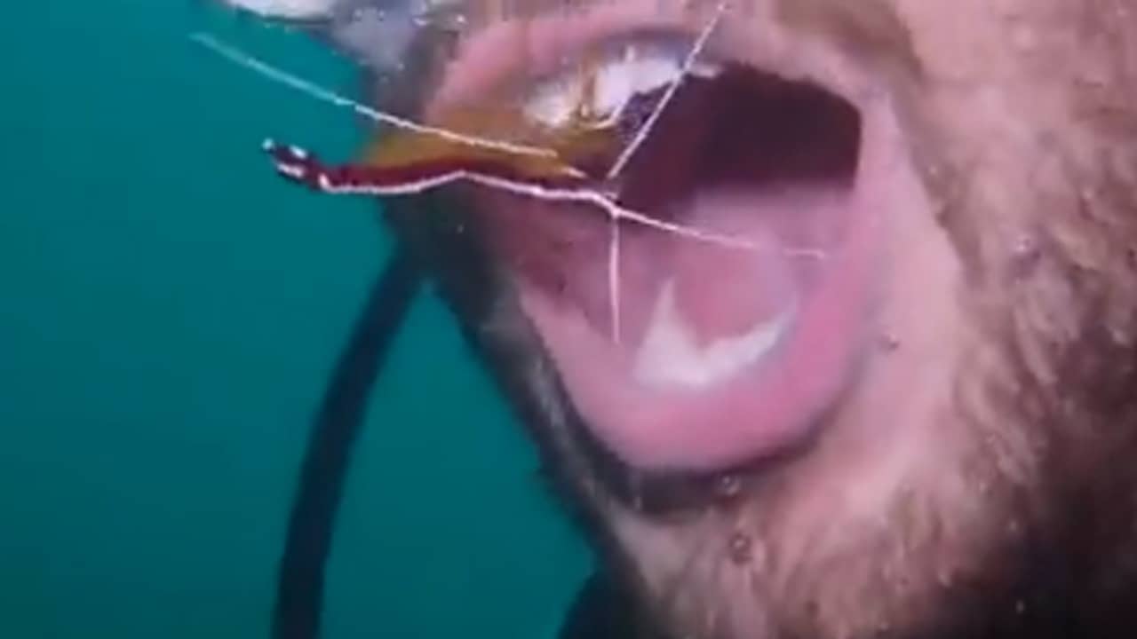 Viral Video: স্কুবা ডাইভারের দাঁত পরিষ্কার করছে চিংড়ি! ভিডিয়ো দেখলে অবাক হয়ে যাবেন