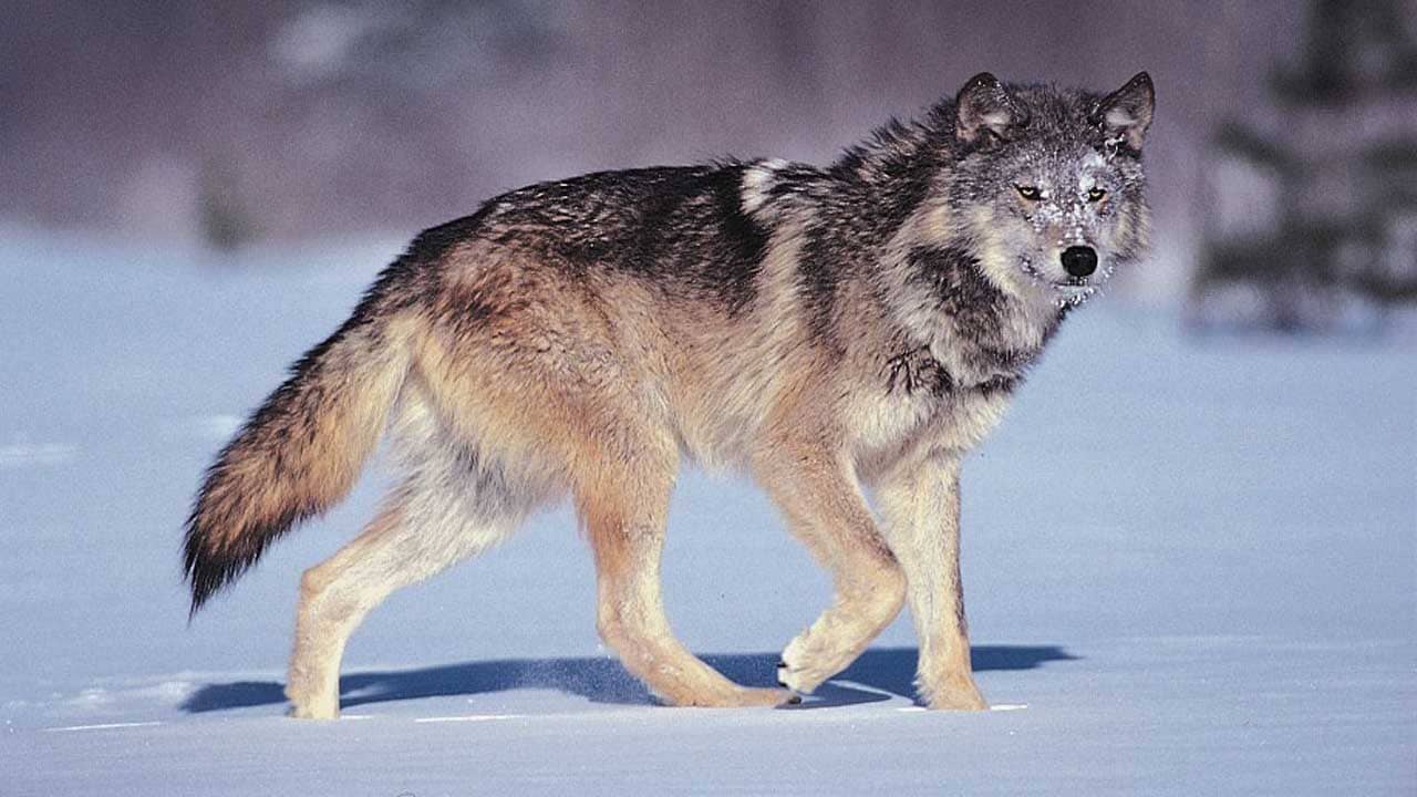 Viral Video: নেকড়ের পায়ে ফাঁস, সাহস জুগিয়ে উদ্ধার করলেন যুবক, প্রশংসায় পঞ্চমুখ নেটিজ়েনরা