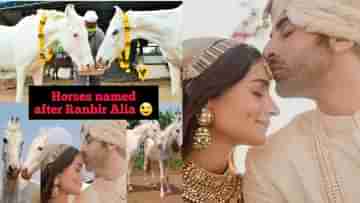 VIRAL Alia-Ranbir Wedding: অভিন্ন হৃদয় ঘোড়াদের নাম হল আলিয়া-রণবীর, নবদম্পতি নিজেরাও বিয়েতে ঘোড়া রাখেননি