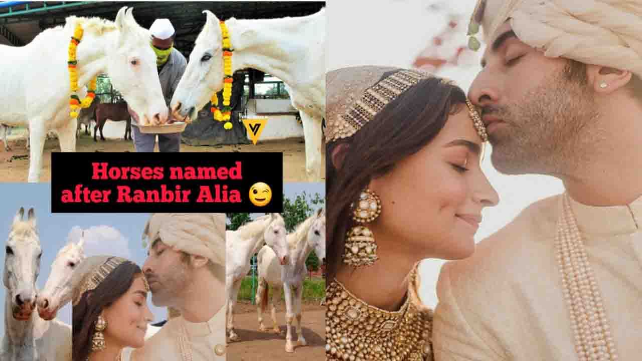 VIRAL Alia-Ranbir Wedding: অভিন্ন হৃদয় ঘোড়াদের নাম হল আলিয়া-রণবীর, নবদম্পতি নিজেরাও বিয়েতে ঘোড়া রাখেননি