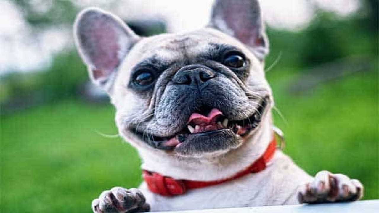 Viral Video: বুলডগের মেকআপ! সেজেগুজে দারুণ খুশি পোষ্য, দেখুন ভিডিয়ো