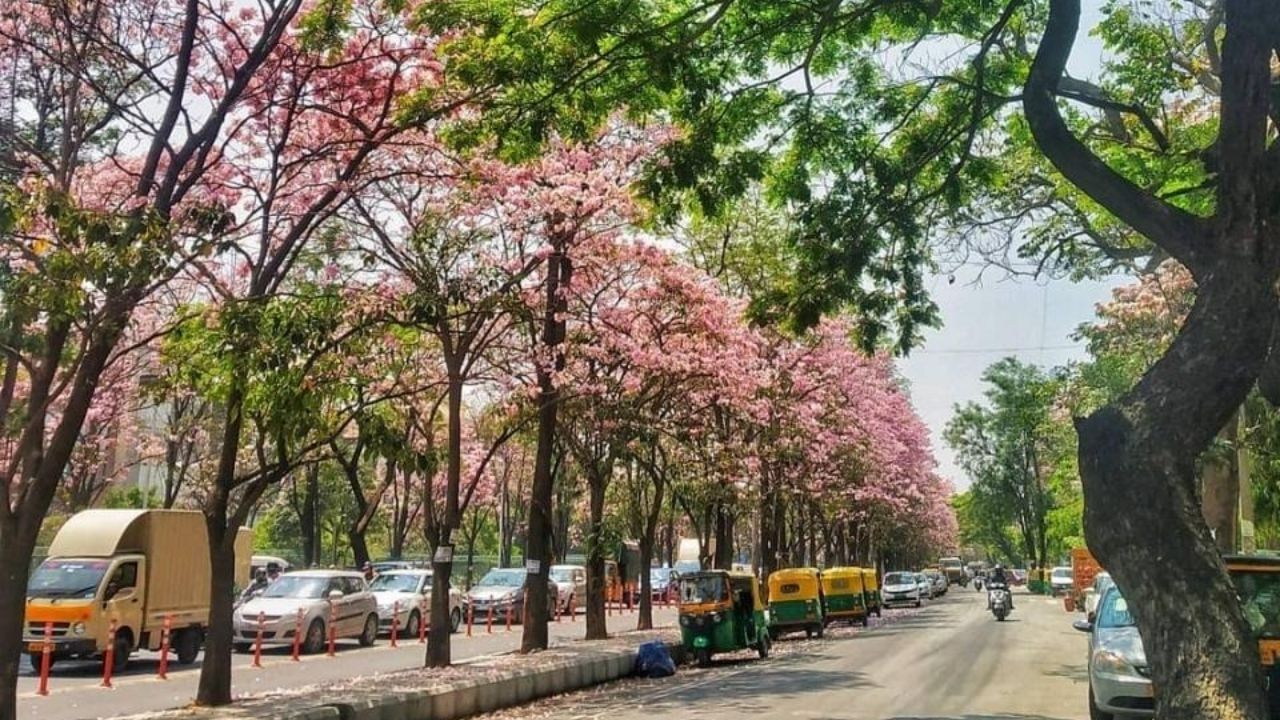 Bengaluru বসন্তের বিদায় বেলায় গোলাপি আভায় মেতে উঠেছে বেঙ্গালুরু