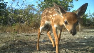 Viral Video: যুদ্ধ আলাদা করেছিল তাদের, দীর্ঘদিন পরে মালিককে দেখে কেঁদে ফেলল পোষ্য সারমেয়