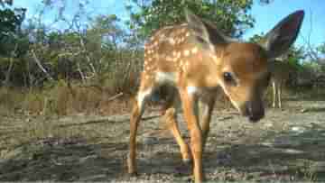 Viral Video: নিজের প্রাণ দিয়ে কুমিরের গ্রাস থেকে সন্তানকে বাঁচাল হরিণ মা, দেখুন ভিডিয়ো