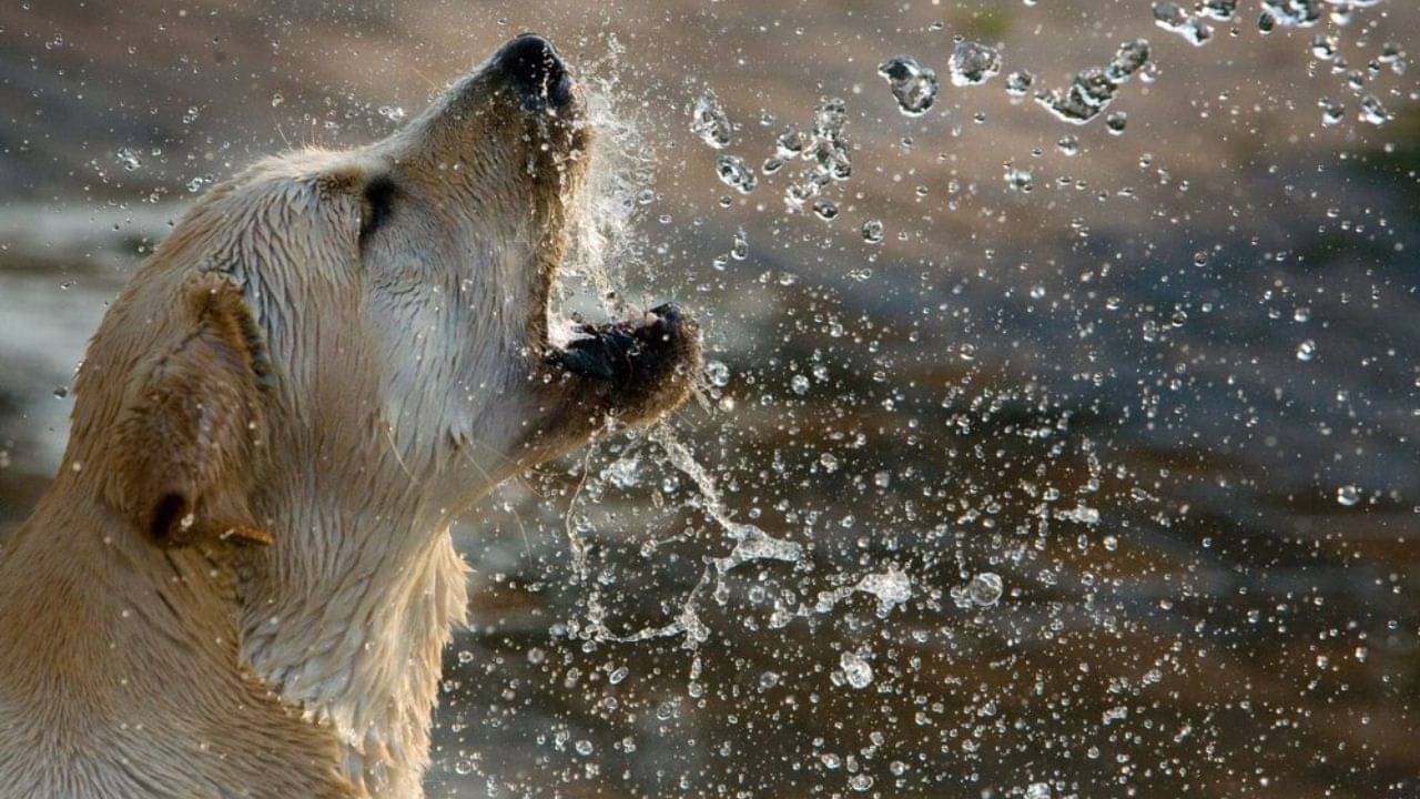 Heat Stroke: গ্রীষ্মে আদরের পোষ্যের হিট স্ট্রোক! ভয়ঙ্কর ডিহাইড্রেশন হয়েছে, বুঝবেন কীভাবে?