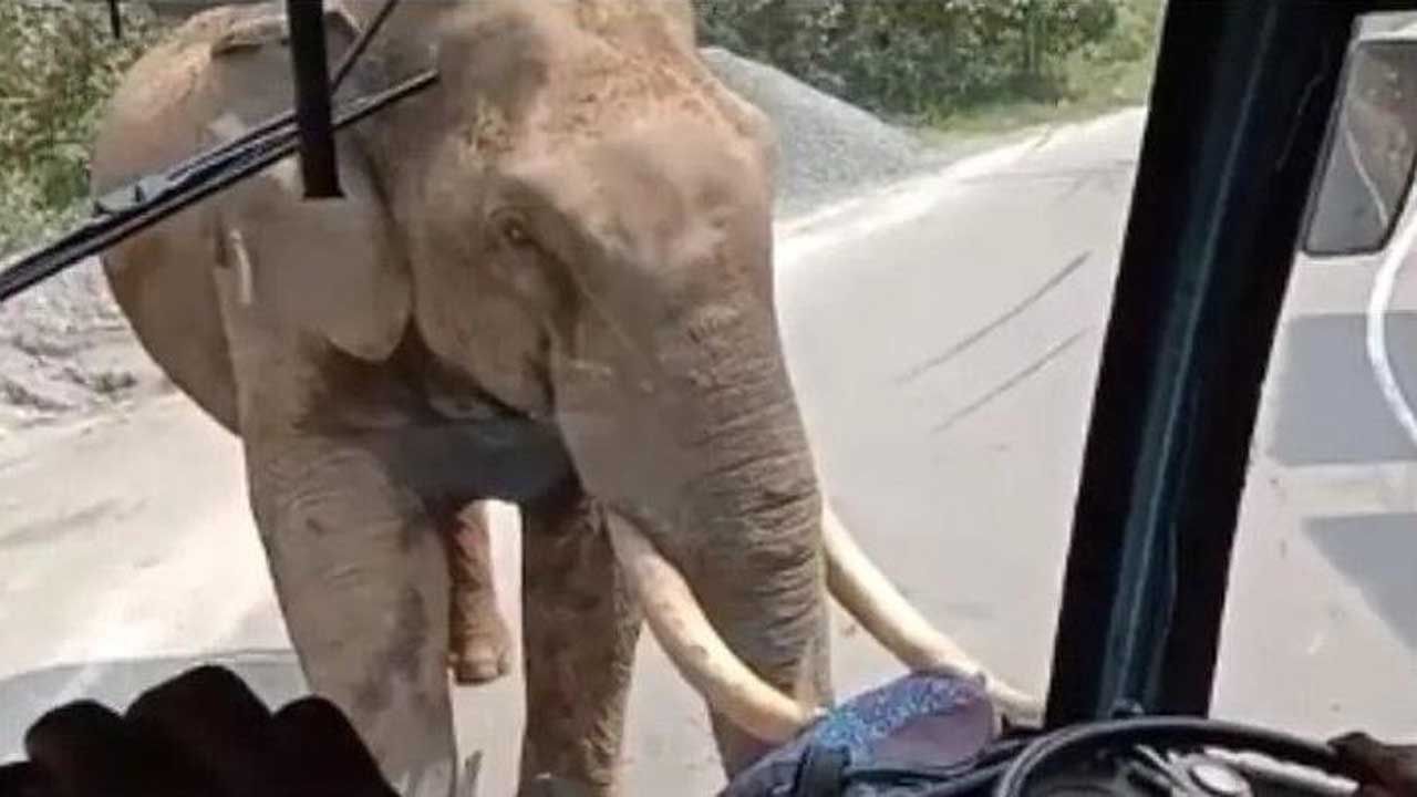 Viral Video: বাসের দিকে তেড়ে এল হাতি, শুঁড় দিয়ে ভাঙল কাচ... কী করলেন চালক, দেখুন ভিডিয়ো