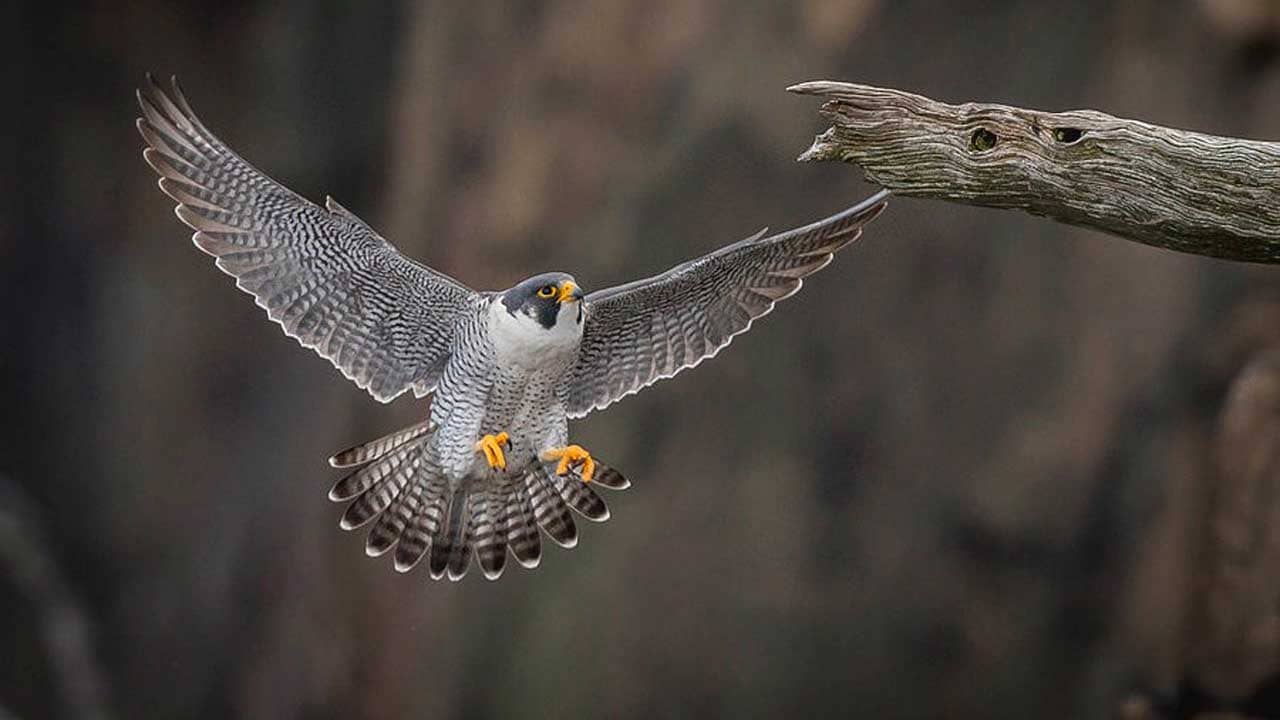 Viral Video: ও আমায় মেরে ফেলবে, পাখির আতঙ্কে ভয়ে সিঁটিয়ে দুই ব্যক্তি, দেখুন ভিডিয়ো