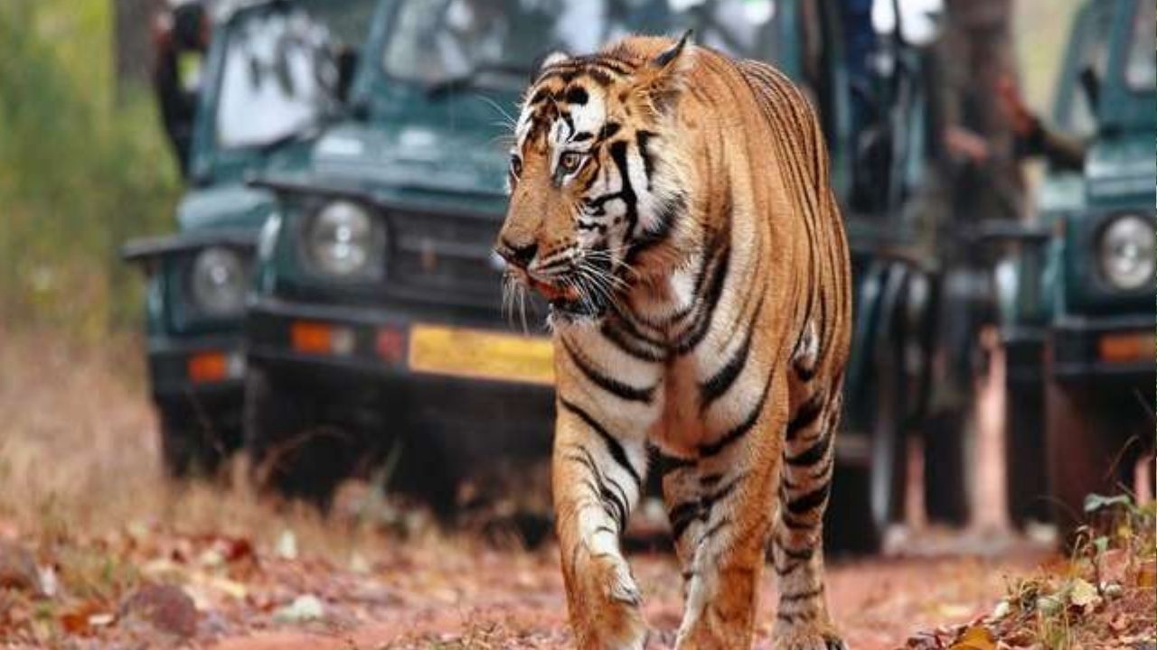 Gujarat: মোদীর আপন রাজ্যে এ কী কাণ্ড! ডাং জেলায় ড্যাংড্যাং করে ঘুরবে বাঘ!