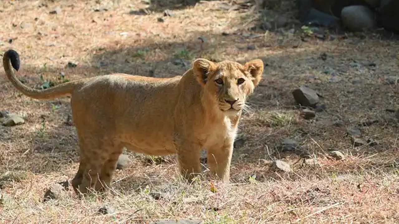 Viral Video: সন্তানকে রক্ষায় তিন সিংহীর উপর ঝাঁপিয়ে পড়ল মহিষ মা, দেখুন ভয়ঙ্কর লড়াইয়ের ভাইরাল ভিডিয়ো