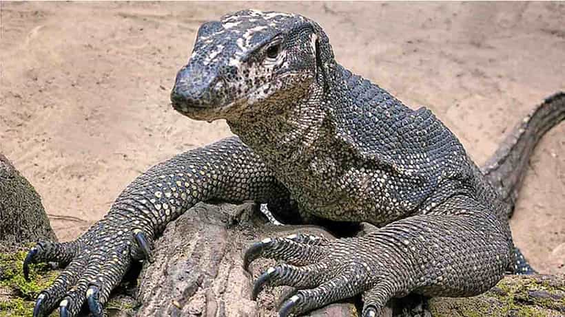 Bengal Monitor lizard Raped: গোসাপকে গণধর্ষণ, প্রমাণ পেয়েই চারজনকে গ্রেফতার করল মহারাষ্ট্রের বন বিভাগ