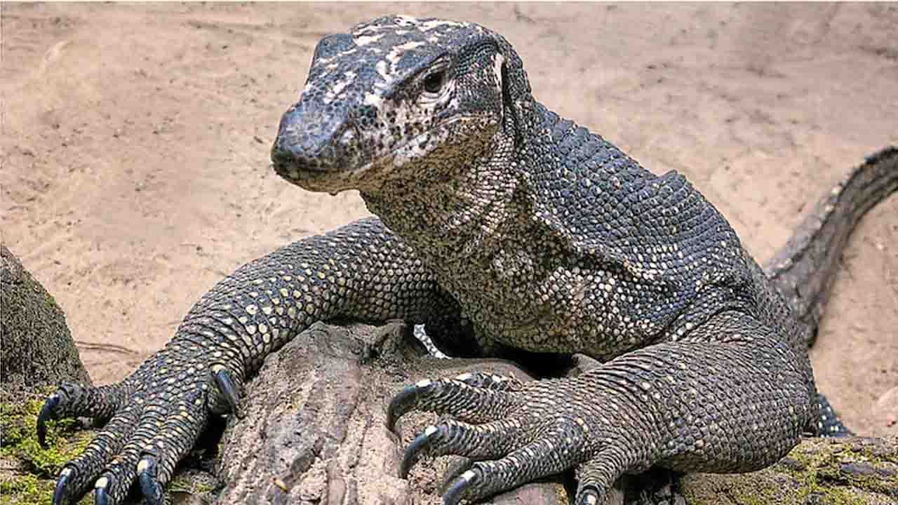 Bengal Monitor lizard Raped: গোসাপকে 'গণধর্ষণ', প্রমাণ পেয়েই চারজনকে গ্রেফতার করল মহারাষ্ট্রের বন বিভাগ
