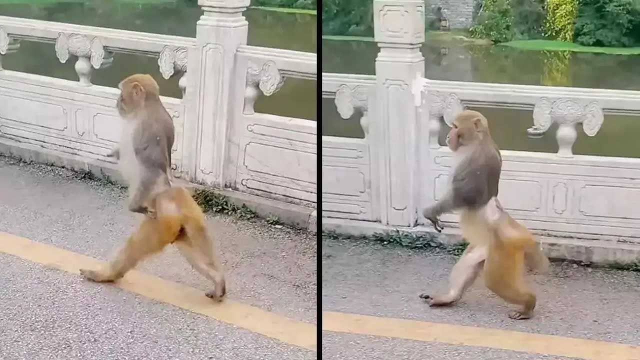 Viral Video: বাঁদরের র‍্যাম্প ওয়াক! দুপায়ে হাঁটছে ছোট্ট বাঁদর, তারপরেই আজব কায়দায় লাফ