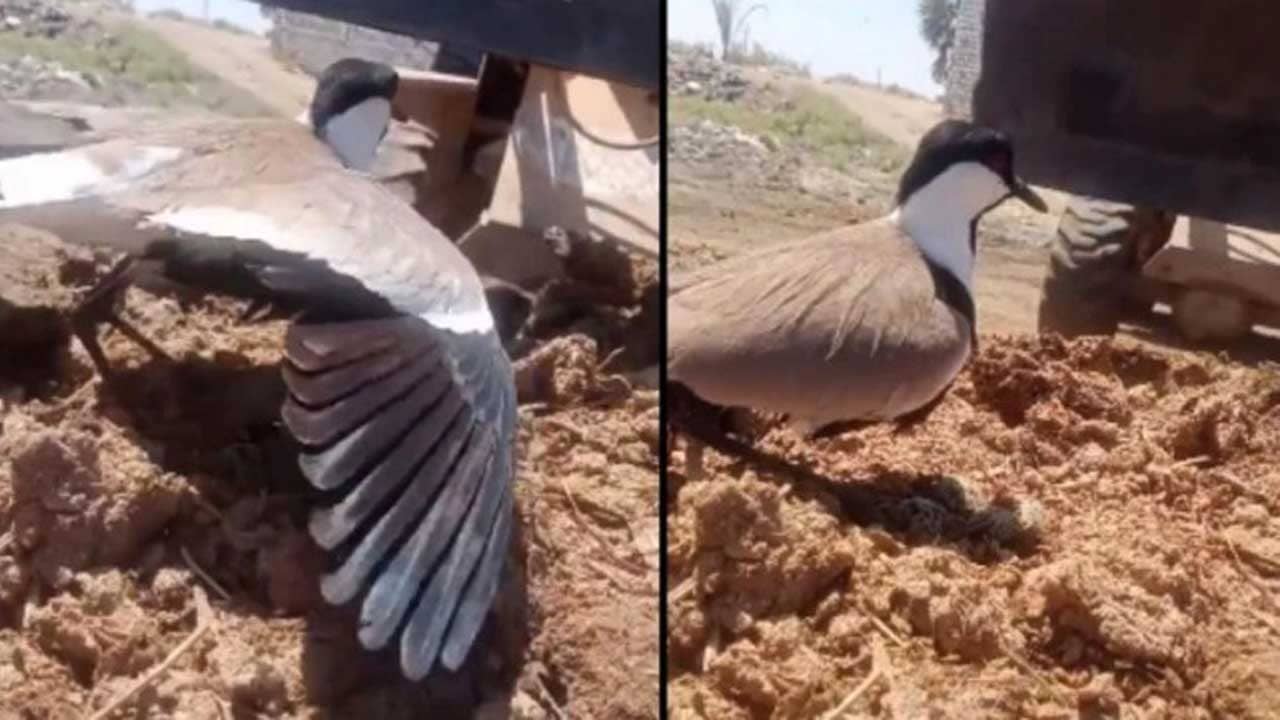 Viral Video: সন্তানকে বাঁচানোর মরিয়া চেষ্টা পাখি মায়ের, কী করল ছোট্ট পাখিটি দেখুন... ভিডিয়োতে