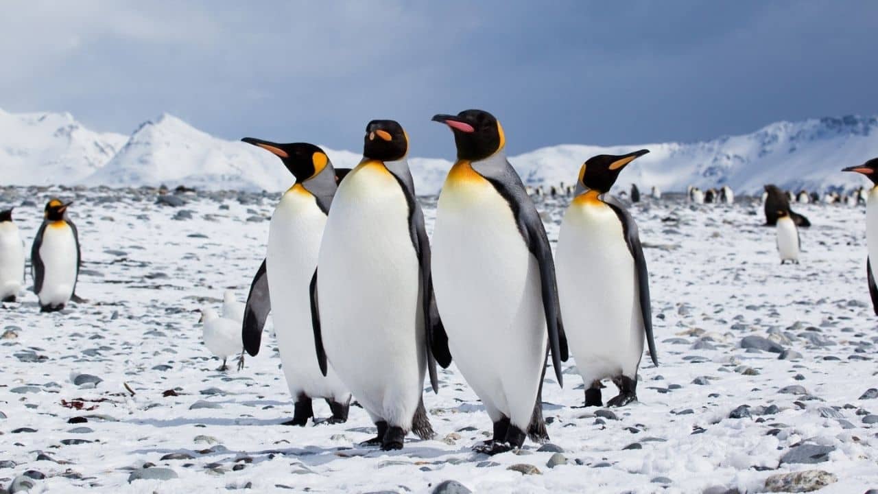 Antarctica: স্বপ্নের চাকরি! ঠান্ডা পোস্ট অফিসে বসে পাখি গুনেই পান মোটা মাইনে!