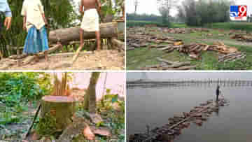 Wood Smuggling : রাজ্যে রমরমা পুষ্পাদের, কেন ব্যর্থ বনদফতর?