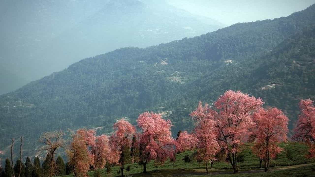 South Sikkim: রডোড্রেনডন নয়, চেরি ব্লসমের জন্যই জনপ্রিয় সিকিমের টেমি টি গার্ডেন South Sikkim: রডোড্রেনডন নয়, চেরি ব্লসমের জন্যই জনপ্রিয় সিকিমের টেমি টি গার্ডেন