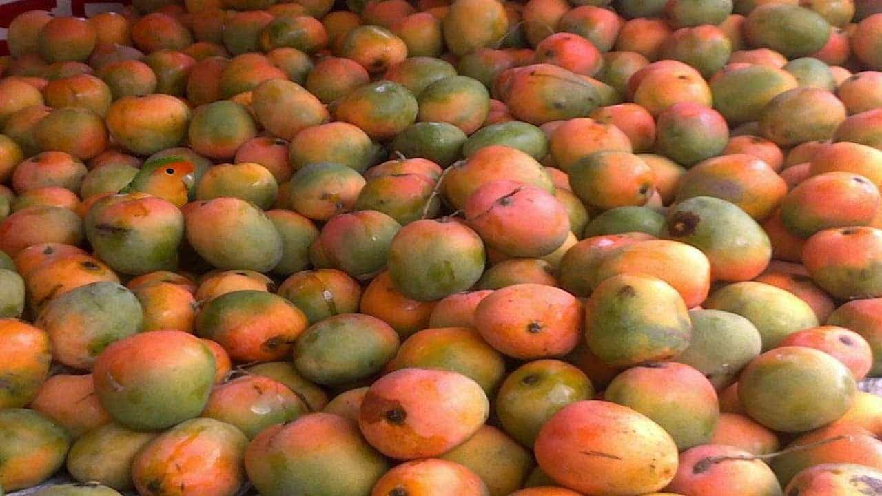 Viral: এত আমের মধ্যে লুকিয়ে রয়েছে ছোট্ট টিয়াপাখি, দেখুন তো খুঁজে পান কিনা