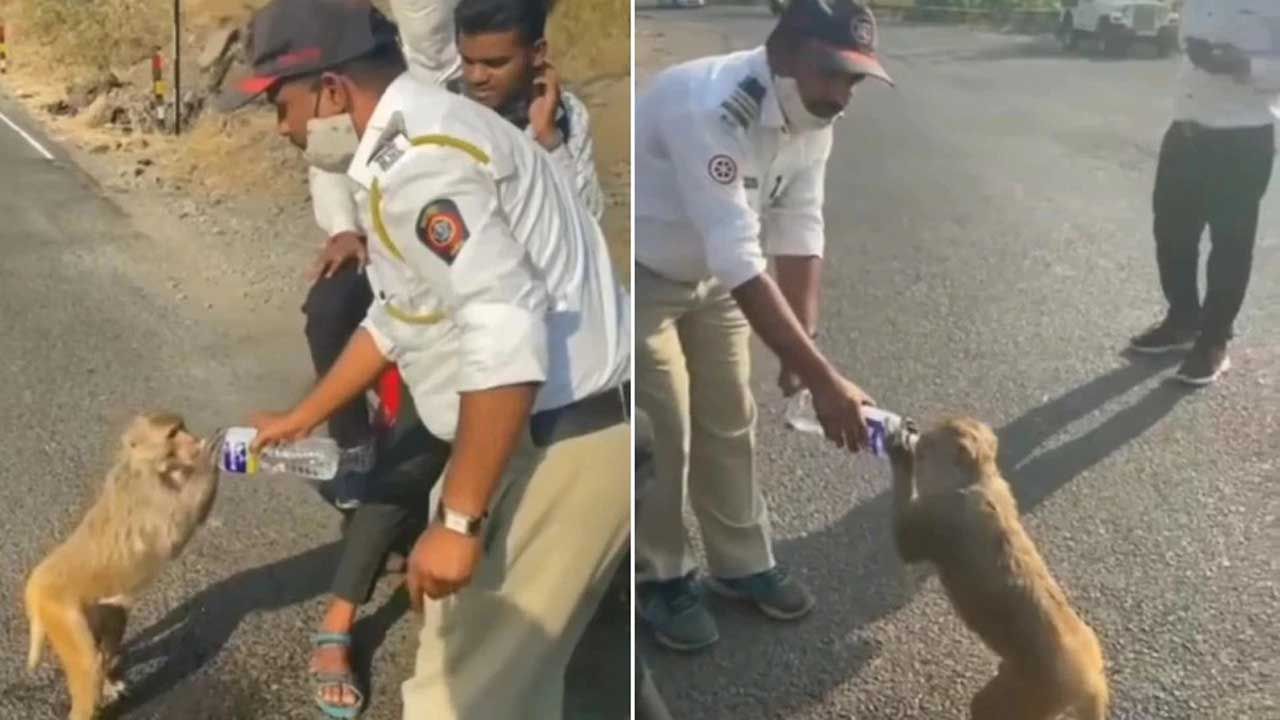 Viral Video: চাঁদিফাটা রোদে রাস্তায় ঘুরছে তৃষ্ণার্ত বাঁদর, জল খাওয়ালেন ট্র্যাফিক পুলিশ