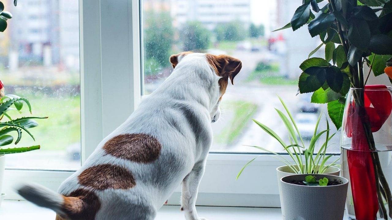 Pet care tips: খুলে গিয়েছে স্কুল-অফিস! বাড়িতে পোষ্যের যত্ন ও মানসিক সমস্যা মেটাবেন কীভাবে?