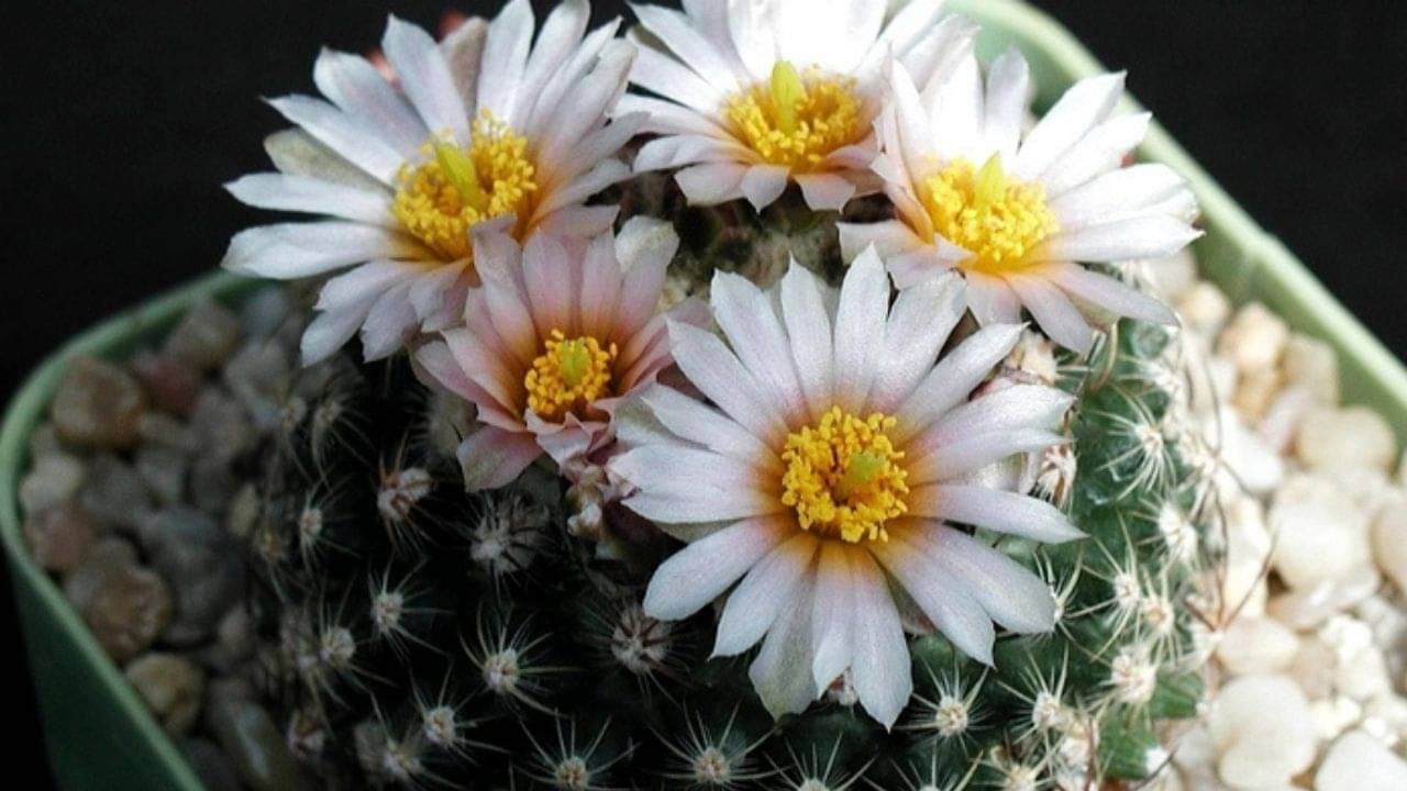 Vastu Tips: ভুলেও বাড়িতে এই ৭ গাছ পুঁতবেন না! বাস্তুমতে দেনায় ডুবে যেতে পারেন