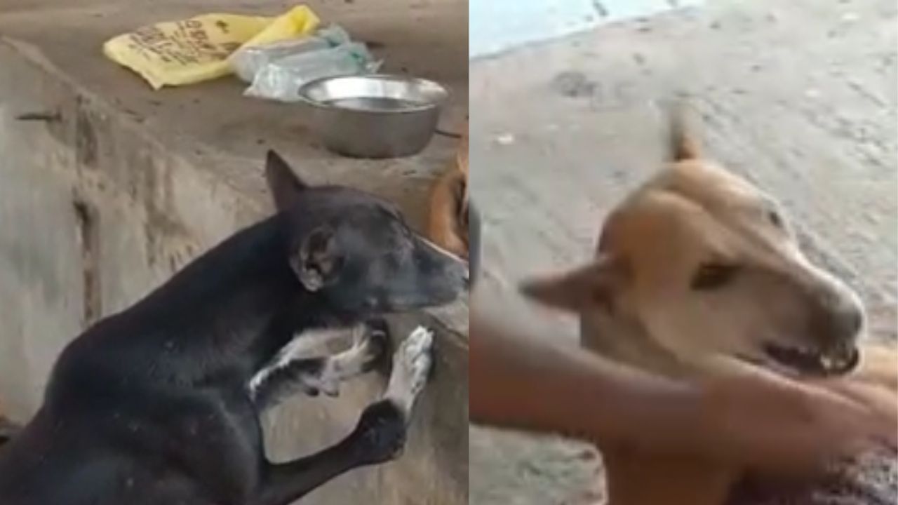 Acid attack on Dog: নৃশংস! দুবরাজপুরে অ্যাসিড হামলা, মৃত্যুর সঙ্গে পাঞ্জা লড়ছে যন্ত্রণাকাতর সারমেয়