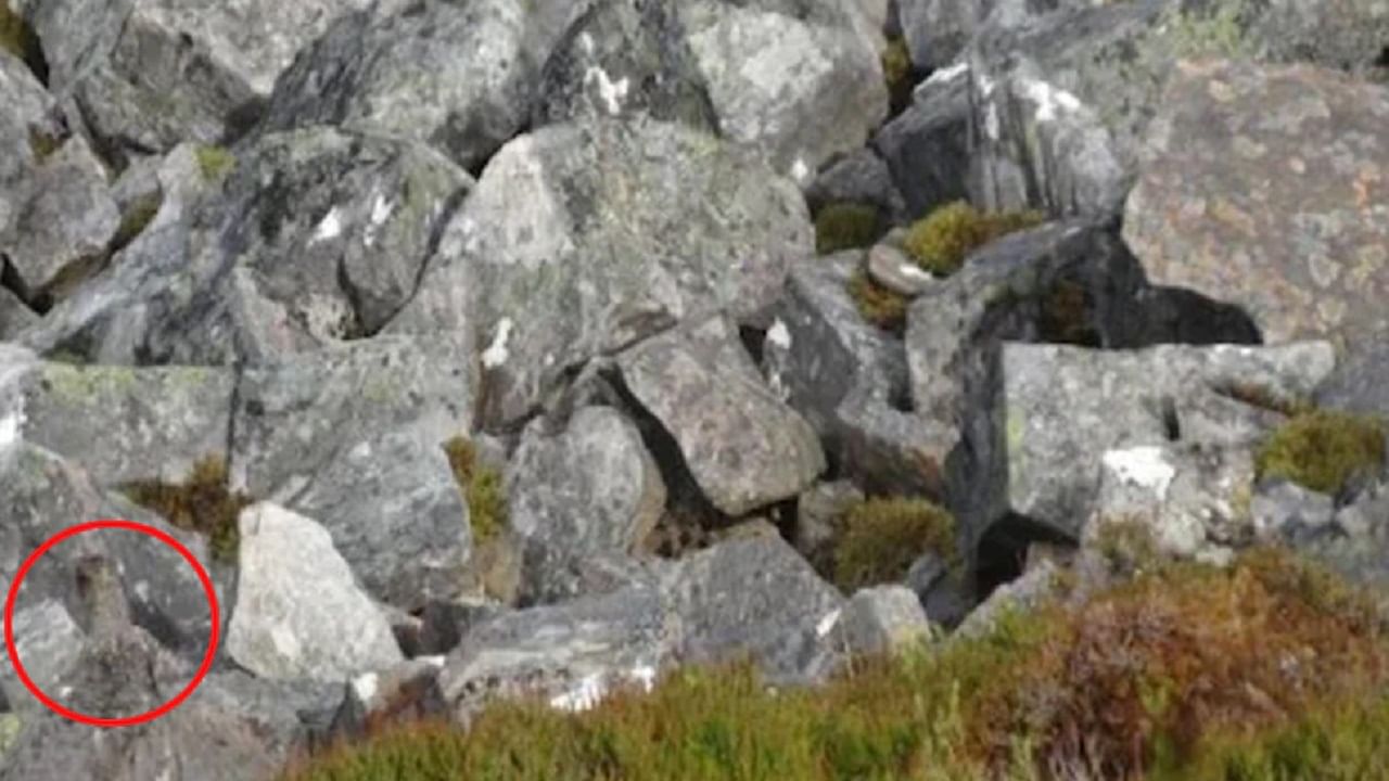 Bird Spotted Among Rocks