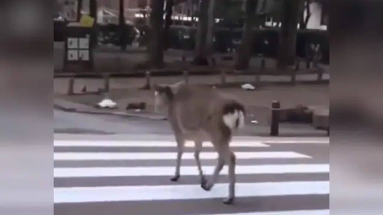 Watch: ট্রাফিক নিয়ম মেনে রাস্তা পারাপার করছে হরিণ, পুলিশের দেওয়া ভিডিয়োয় তোলপাড় নেটপাড়া
