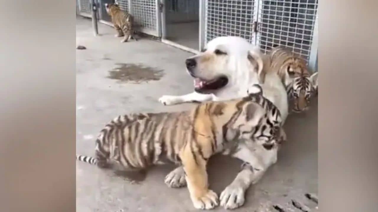 Viral Video: ব্যাঘ্র শাবক বড় হচ্ছে কুকুরের কোলে! দেখুন ভাইরাল ভিডিয়ো