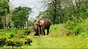 Elephant Child death: শুঁড় থেকে পড়ে যাচ্ছে, বারবার তুলে নিচ্ছে মা, মৃত শাবককে বুকে আগলে ৮ কিলোমিটার পেরোল হাতি