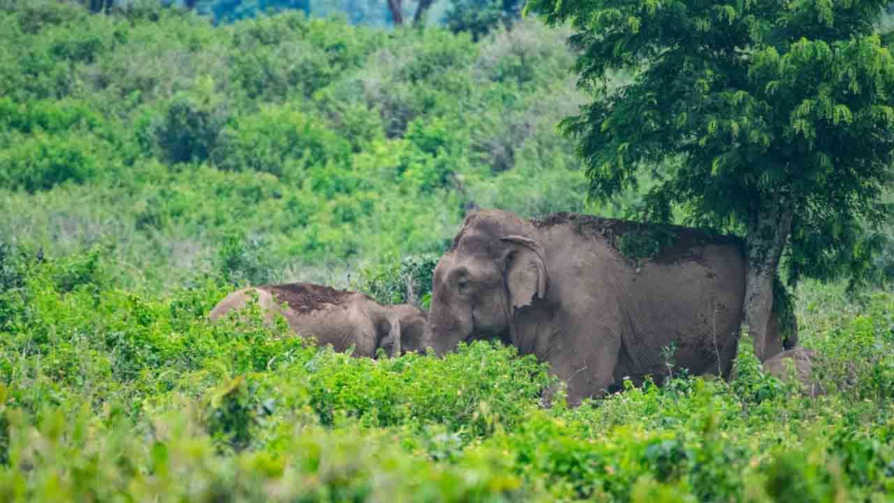 Elephant Attack: রাতভর হাতির তাণ্ডবে তটস্থ বাঁকুড়া, ক্ষতিগ্রস্থ প্রায় ৯ বাড়ি