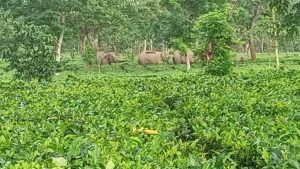 Elephant Attack: চা বাগানে দাপিয়ে বেড়াচ্ছে হাতিদল,  দাঁতালদের তাড়াতে রীতিমত বেগ পেল বনদফতর