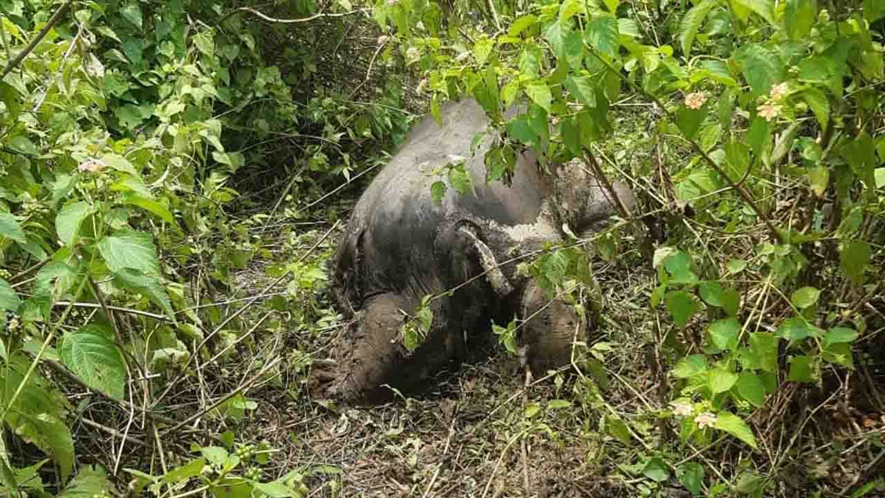 Baby Elephant in Doors: পচে-গলে গিয়েছে শাবকের দেহ, নিয়ে যাচ্ছে ওরা.. চারদিন পরও ঠায় তাকিয়ে মা