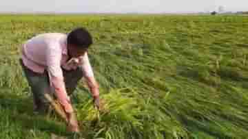 Paddy Cultivation: বৃষ্টি হয়েও বিপত্তি! পাকা ধানে মই দিল কালবৈশাখী, বিপুল ক্ষতির আশঙ্কায় মাথায় হাত কৃষকদের