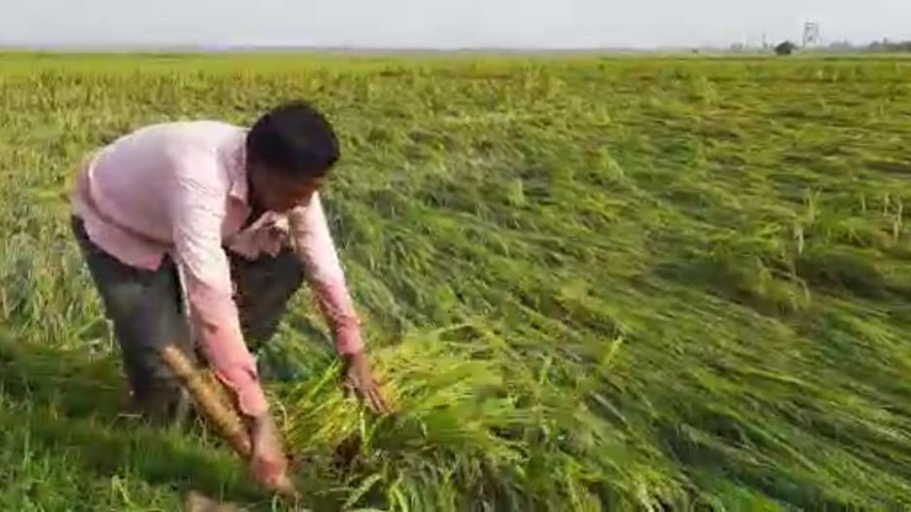 Paddy Cultivation: বৃষ্টি হয়েও বিপত্তি! 'পাকা ধানে মই' দিল কালবৈশাখী, বিপুল ক্ষতির আশঙ্কায় মাথায় হাত কৃষকদের