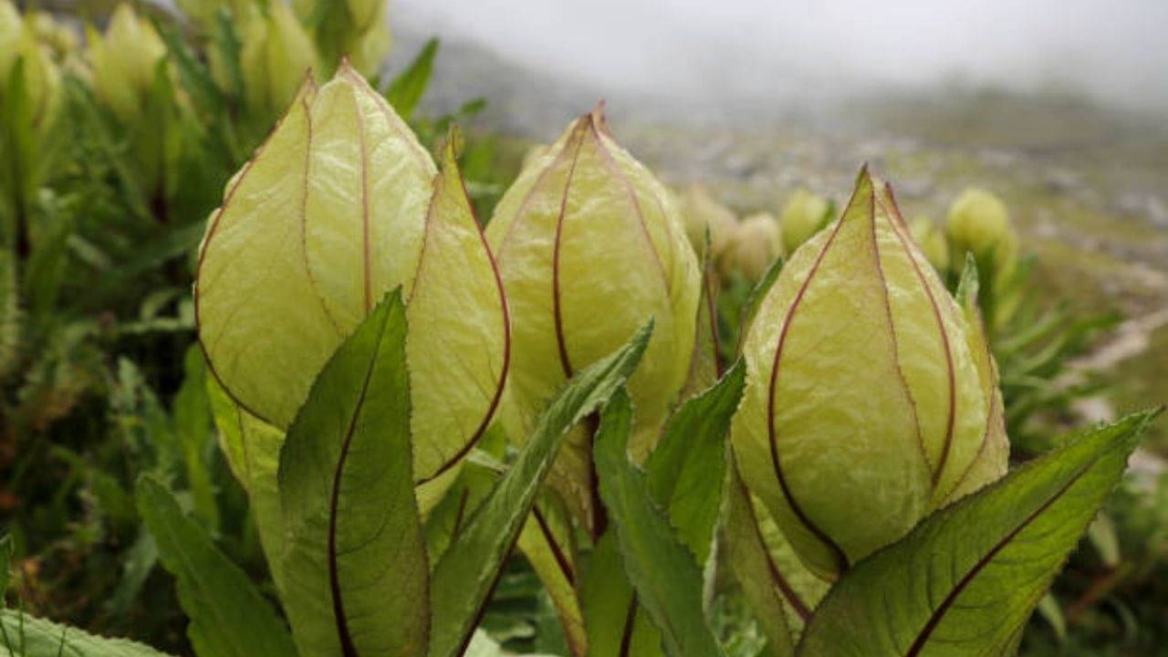 Ayurvedic Tips: আয়ুর্বেদ চিকিৎসা শাস্ত্রে এত কেন গুরুত্ব দেওয়া হয় ব্রহ্ম কমল ফুলকে? জানুন হিমালয়ের ফুলের রাজা-এর রহস্য