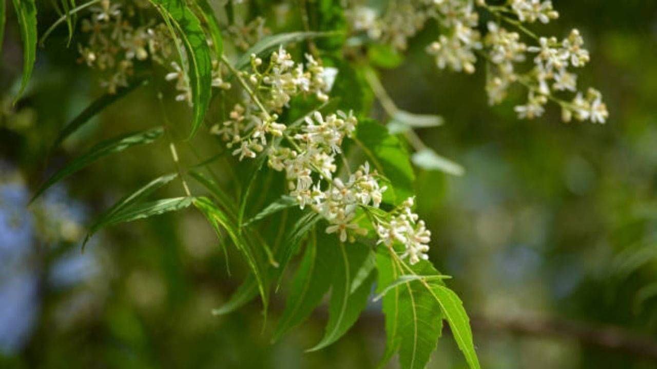 Ayurvedic Tips: নিম বেগুন তো খান কিন্তু ফুল কি খেয়েছেন? করিনার পুষ্টিবিদের থেকে জেনে নিন উপকারিতা